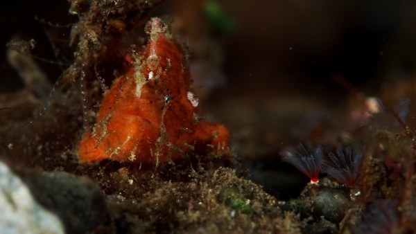 frog fish eye by Michael Brown